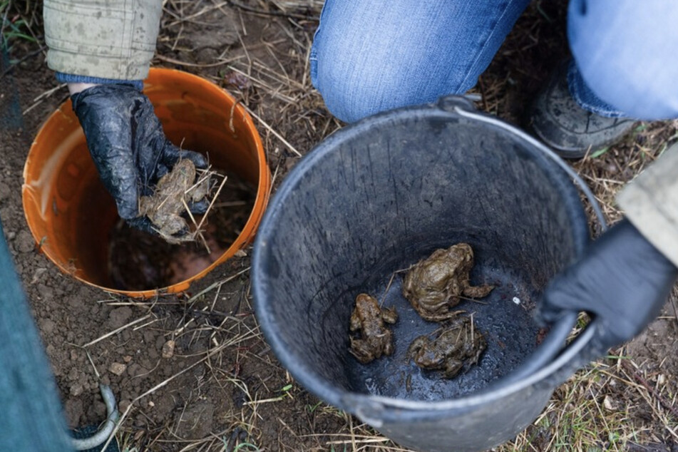 Eine freiwillige Helferin des Bund Naturschutzes legt Erdkröten und Grasfrösche in einen Eimer, um diese sicher über eine Straße zu transportieren.
