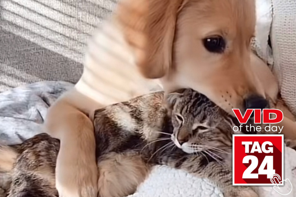 Today's Viral Video of the Day features the most adorable dog and cat sibling duo on TikTok.