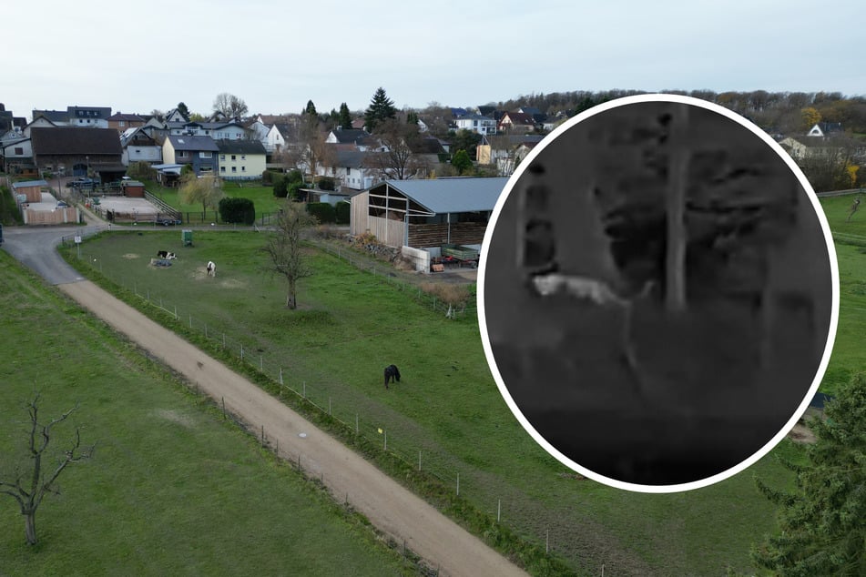 Předpokládaná velká kočka z Kalenbornu: nové nálezy a poznatky