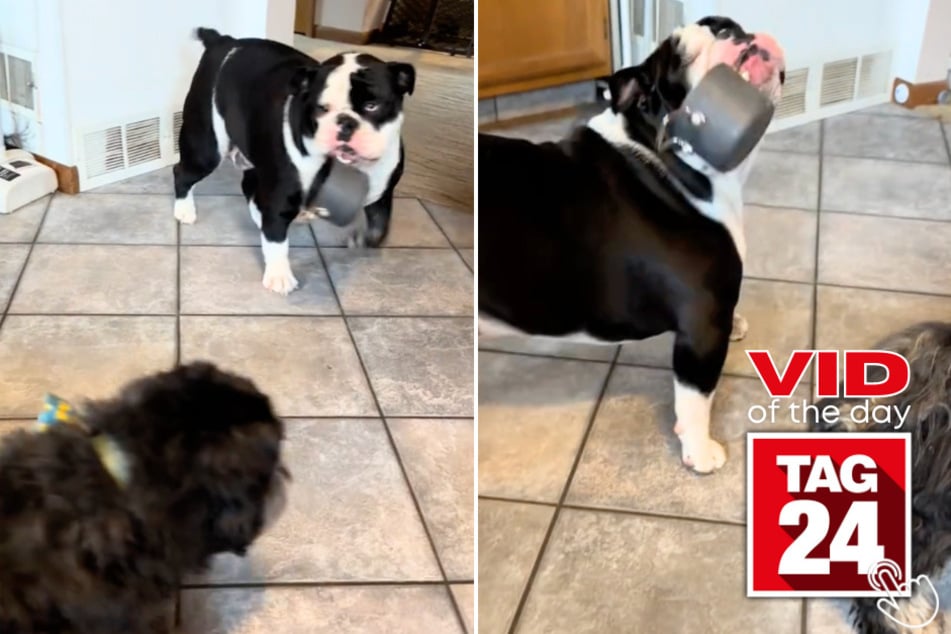 Today's Viral Video of the Day features a pup who couldn't help but flaunt his tiny prized possession around the house!