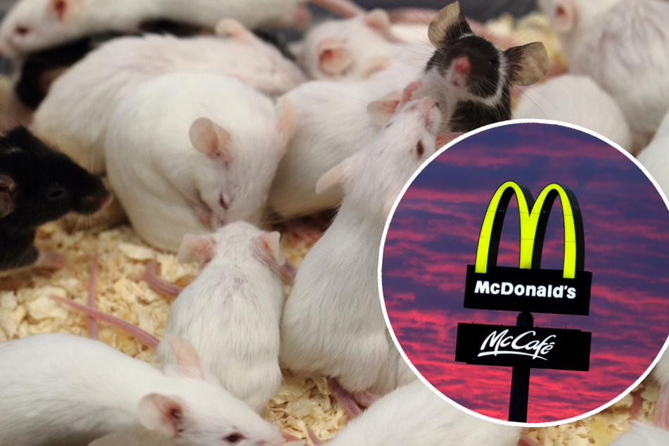 Mäuse im McDonald's-Restaurant: Ein Verdächtiger in Haft - ein zweiter auf der Flucht!