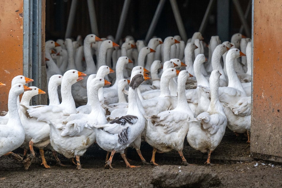 Die Gänse vom Rößler-Hof in Burkhardtsdorf dürfen aktuell noch draußen frei laufen.