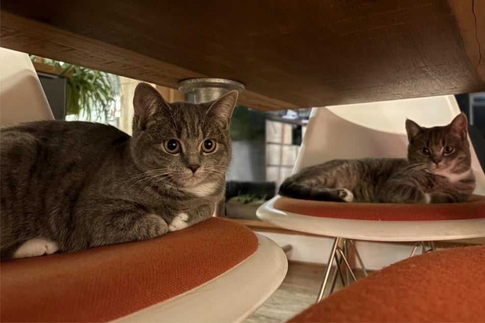 Smoky und Caligula aus dem Hamburger Tierschutzverein suchen ein liebevolles Zuhause.