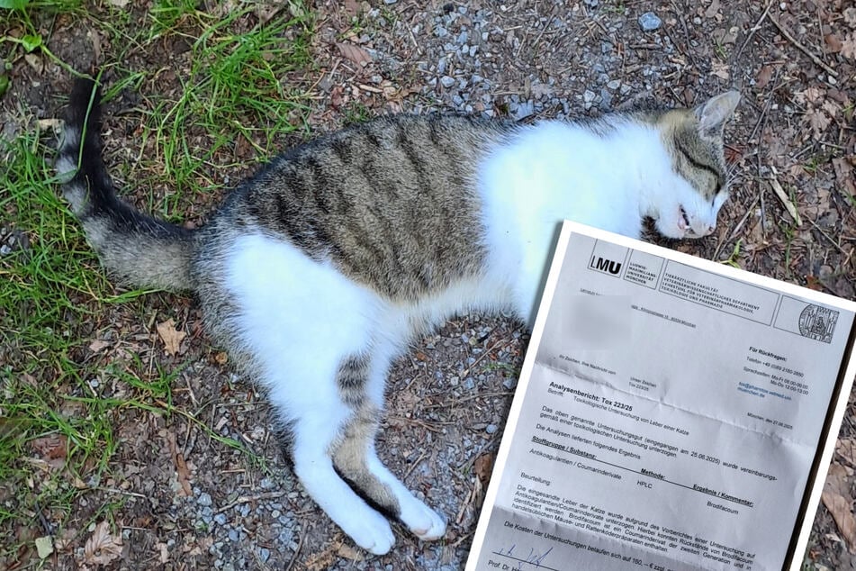 El informe de toxicología confirmó: el gato muerto había fallecido por envenenamiento con veneno para ratas.