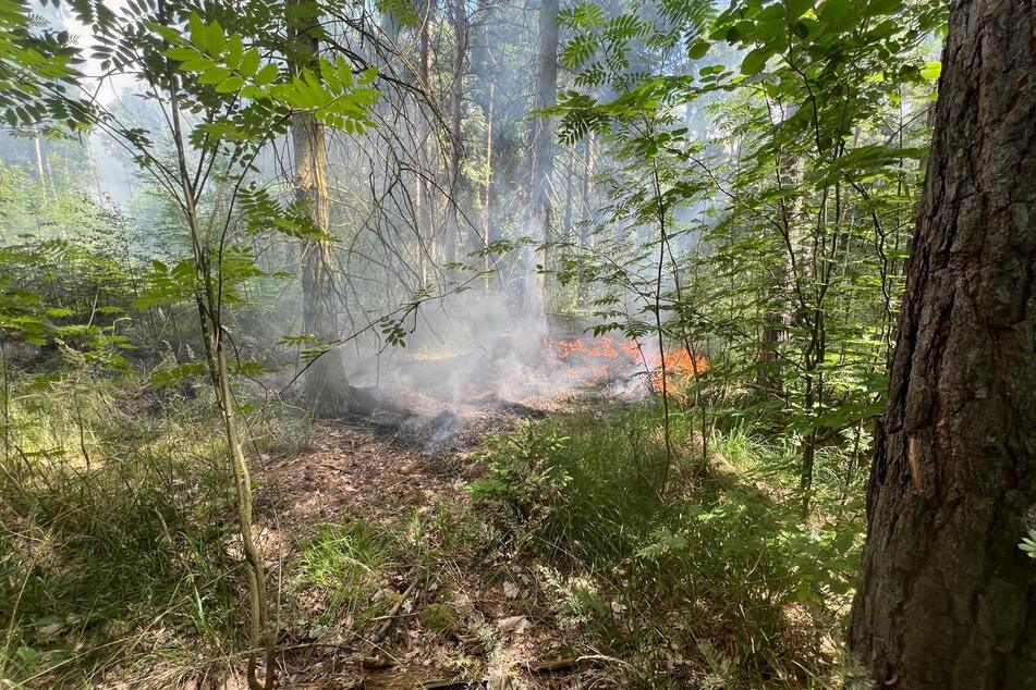 Mehrere Hektar Waldboden hatten sich entzündet.