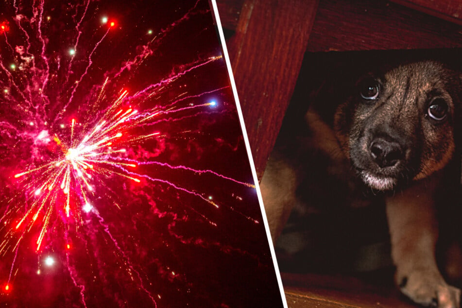 Immer wieder geraten Hunde an Silvester in Panik wegen der lauten Geräusche und grellen Lichter von Feuerwerk. (Symbolbilder)