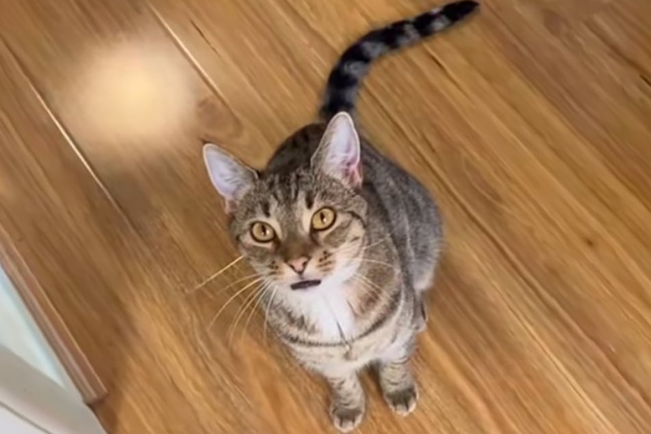 Magnus the cat looks so harmless – but not when takeout is involved!