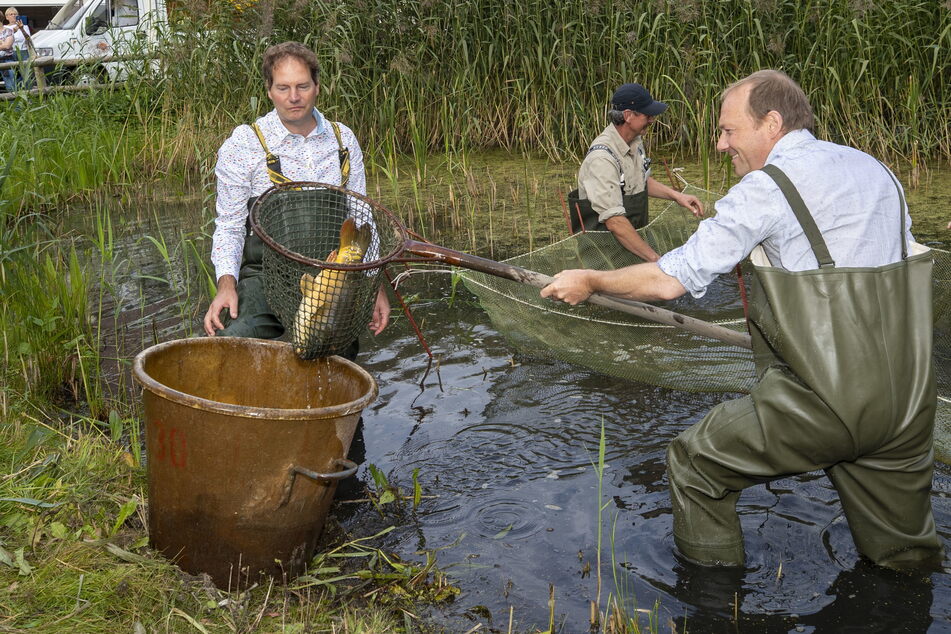 Günther als Agrarminister beim Karpfenfischen in Wartha.