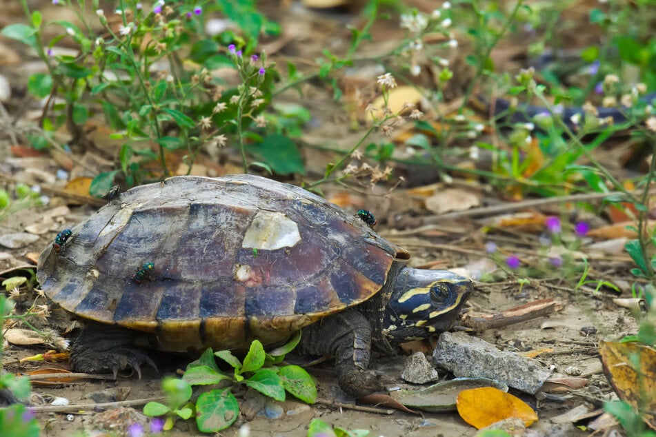 Hat die Schildkröte noch genug zu fressen?