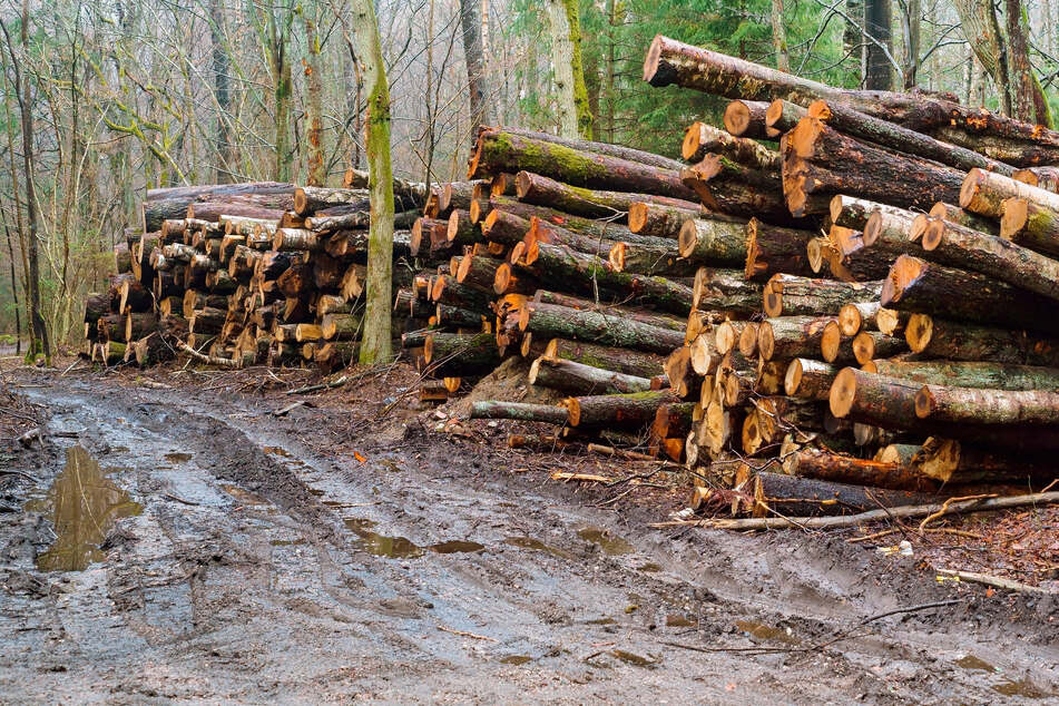 Die Forstbranche kritisiert bundesweit die hohen Exportmengen und geringen Einnahmen der Waldbauern. Darum müssten Sägewerke mehr Geld zahlen. (Symbolfoto)