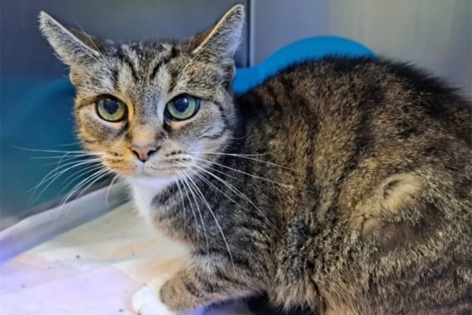 El gato atigrado está retomando poco a poco el contacto con las personas.