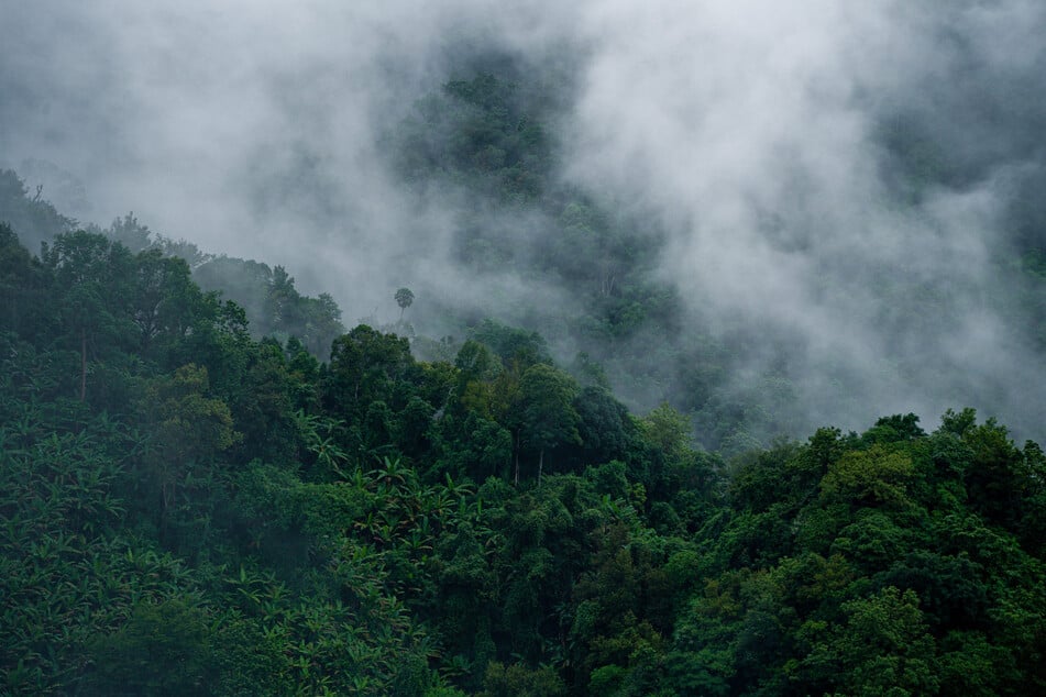 In einem Bergwald in China wurde 13 Tage nach seinem Verschwinden ein 11-jähriger Junge lebend gefunden. (Symbolfoto)