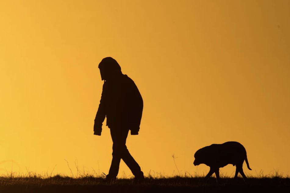 Die Frau hatte den Hund offenbar einfach ausgesetzt. (Symbolfoto)