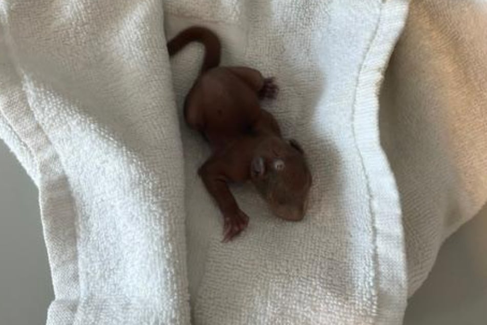 Gemeinsam mit seinen Kindern rettete ein Familienvater in Bad Schwartau am Montag das kleine Eichhörnchen-Baby "Mo".