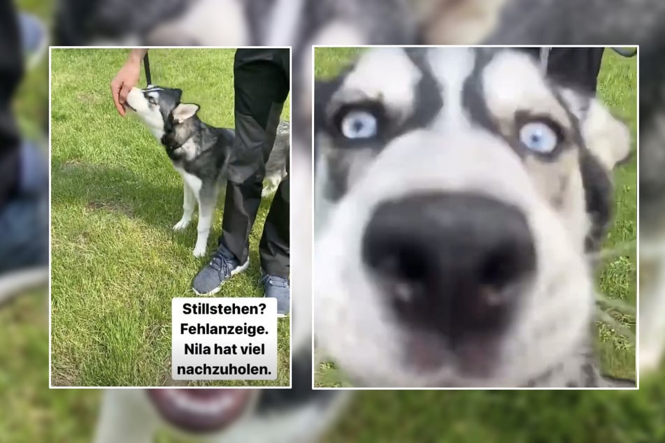 Husky-Dame Nila ist ein neugieriger, sehr aufgeweckter Hund.