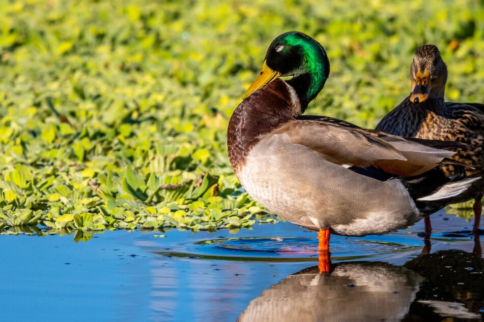 Enten-Paar verursacht doppelten Unfall: Ein Verletzter und zwei flüchtige Tiere