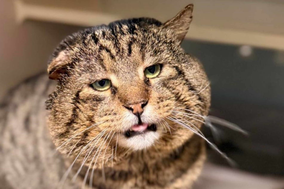 Zná ten postoj: kocour Katpone dává mafiánskému šéfovi.