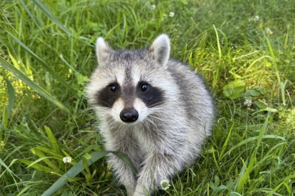 Der angeblich tollwütige Waschbär entpuppte sich als flauschiger und anhänglicher Freund.