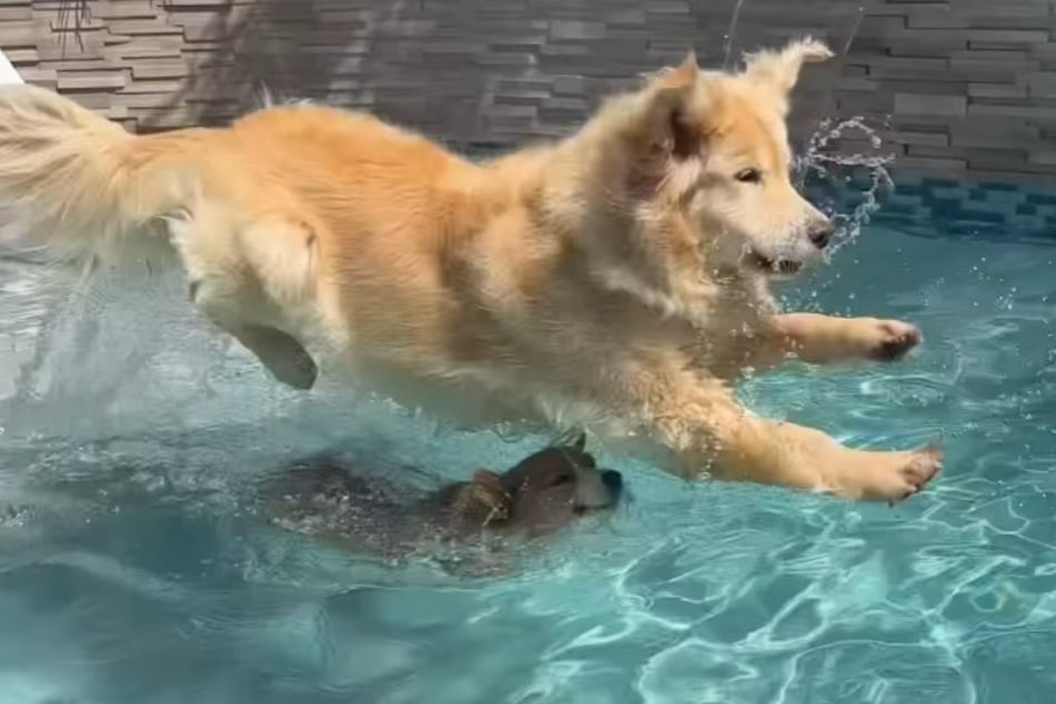 Maui ist leider kein Super-Hund, der fliegen kann.