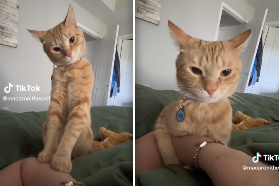 Orange cat's outrageous reaction to birthday wishes has TikTokers in tears