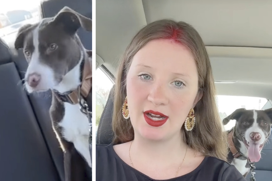 Puppy's life saved by Uber driver in fateful turn of events!