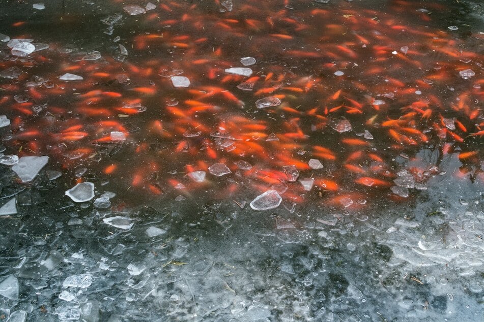 Koi-Karpfen bevorzugen Temperaturen von 15 bis 25 Grad, können aber auch im Teich im Winter bei nur vier Grad überleben.