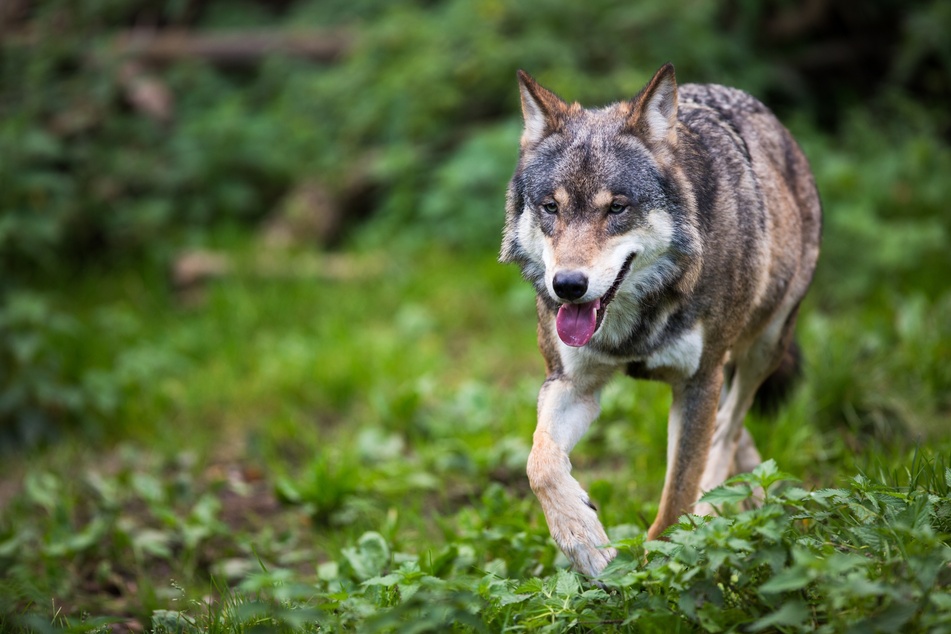 Wolf in der Gegend von Crimmitschau gesichtet