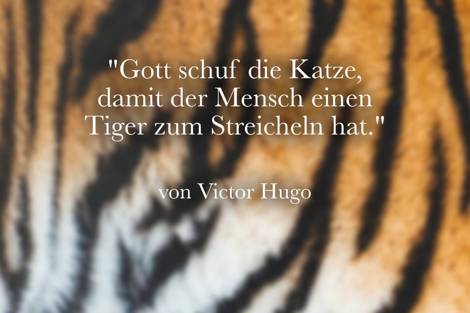 Victor Hugo meinte: "Gott schuf die Katze, damit der Mensch einen Tiger zum Streicheln hat."