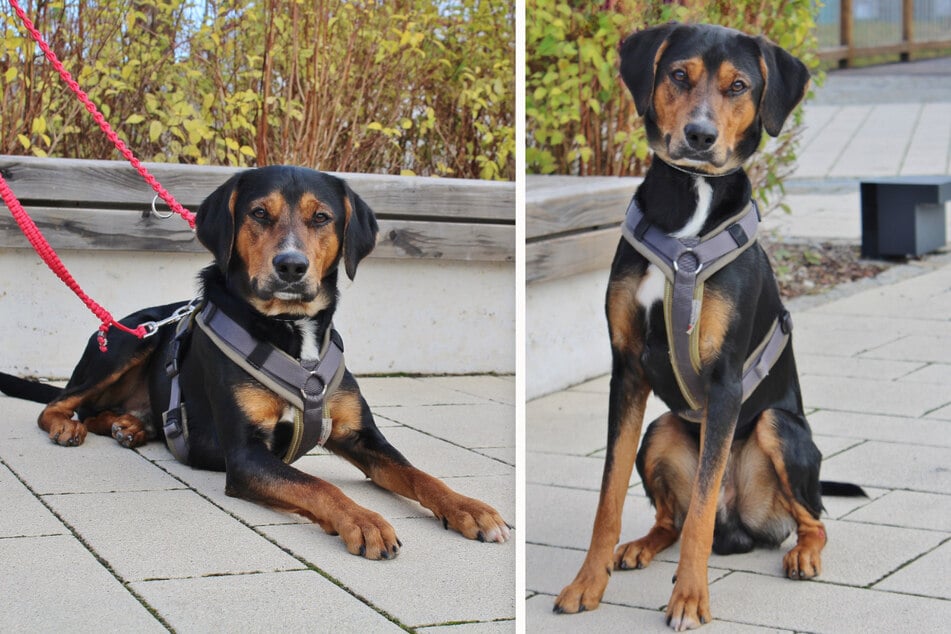 Beppi hofft auf Halter, die ihm das Hunde-Einmaleins beibringen.