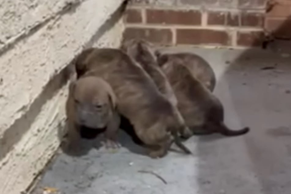 Verängstigt und verlassen: Diese kleinen Welpen wissen sich nicht anders zu helfen, als sich aneinander zu kuscheln.