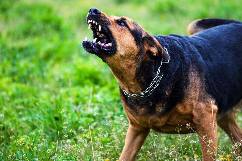 Im Harz wurde ein Kleinkind (2) von einem Hund angefallen und verletzt. (Symbolfoto)