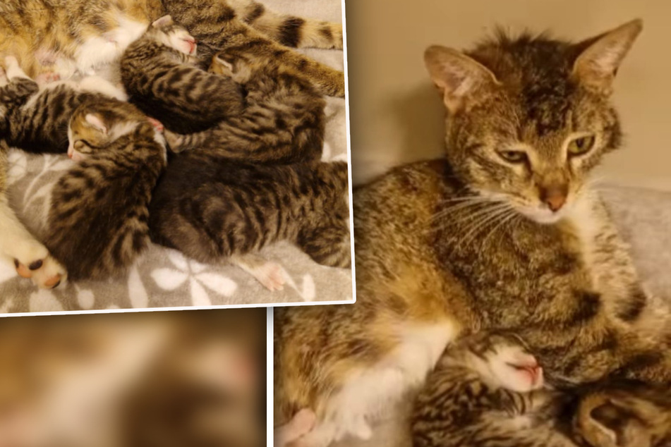 Katzen-Mama landet mit ihren Babys im Tierheim: Kitten sind erst drei Wochen alt