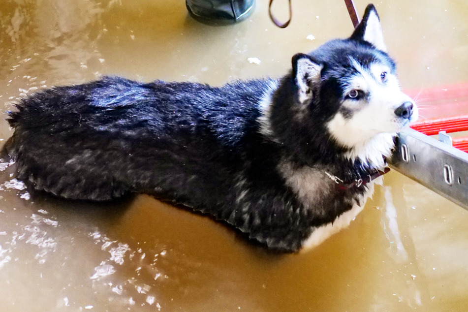 Ein Husky war in einem Rohbau in Gießen in eine mit Wasser vollgelaufene Grube geraten, aus der er ohne menschliche Hilfe nicht mehr hinauskam.