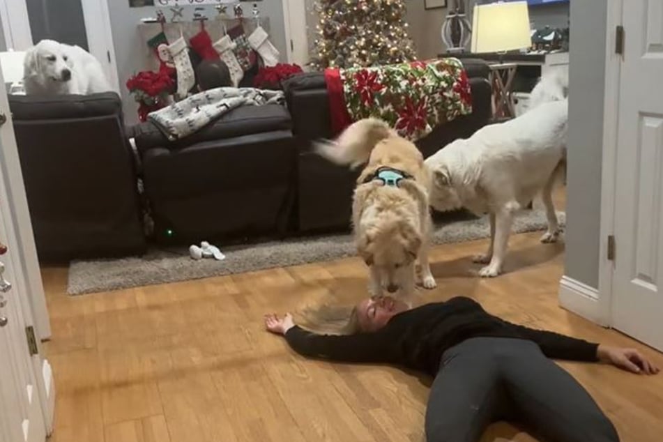 Dogs' hilariously underwhelmed reaction to their owner playing dead goes viral