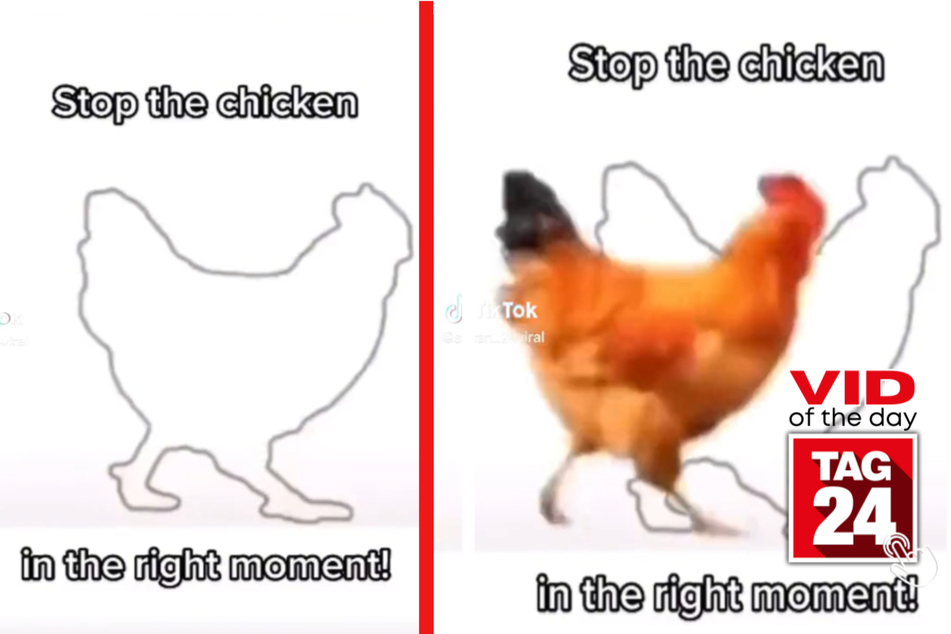 viral videos: Viral Video of the Day for March 26, 2023: Stop the chicken game!
