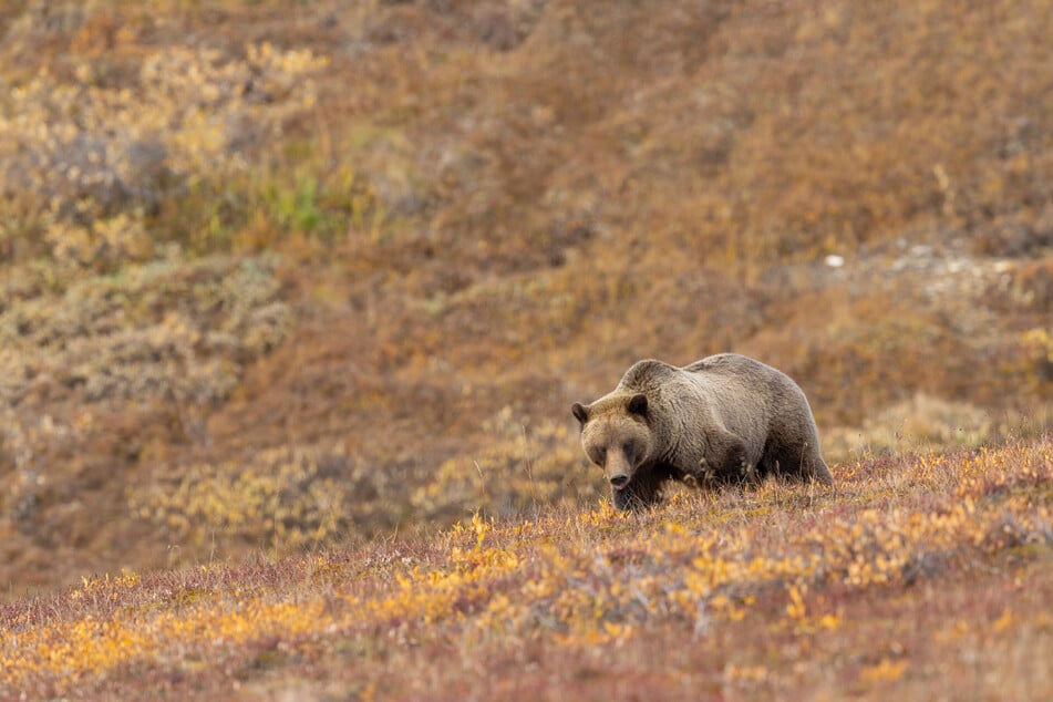 Normally, female grizzlies give birth to one to four cubs every two years or so (file photo).