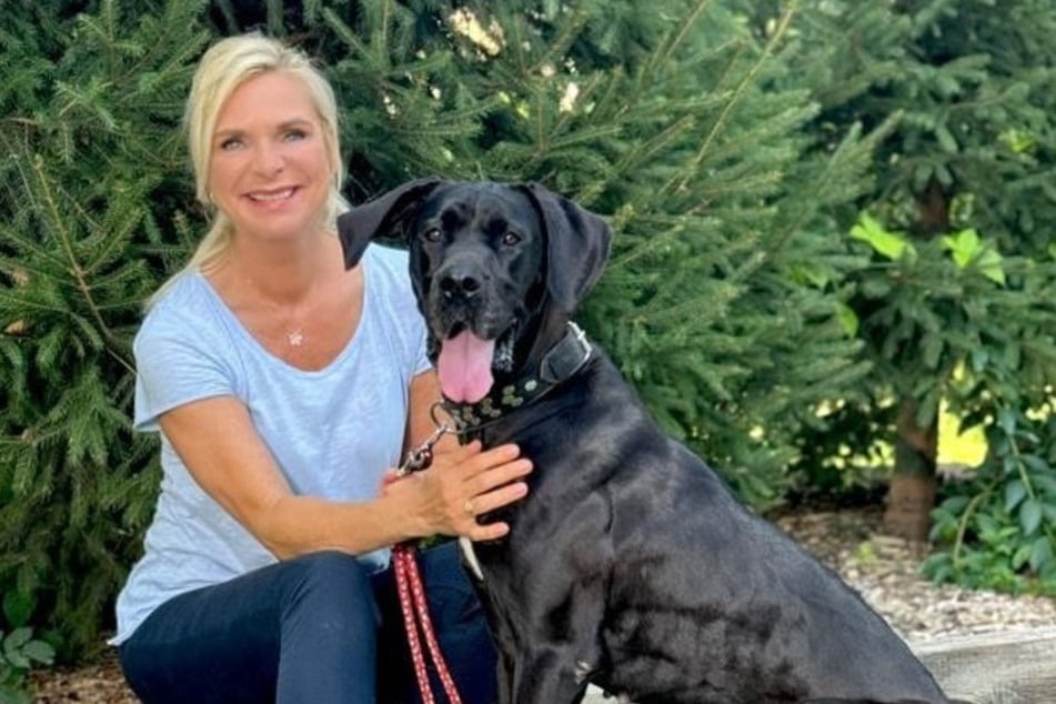 Mischlings-Dogge Lio musste im Tierheim bleiben, da ihre Familie viele Schicksalsschläge erlitten hat.