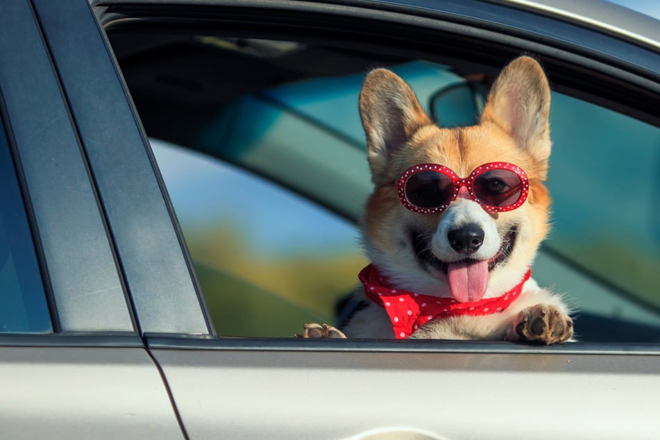 Florida bill would make it illegal for dogs to stick heads out of car windows