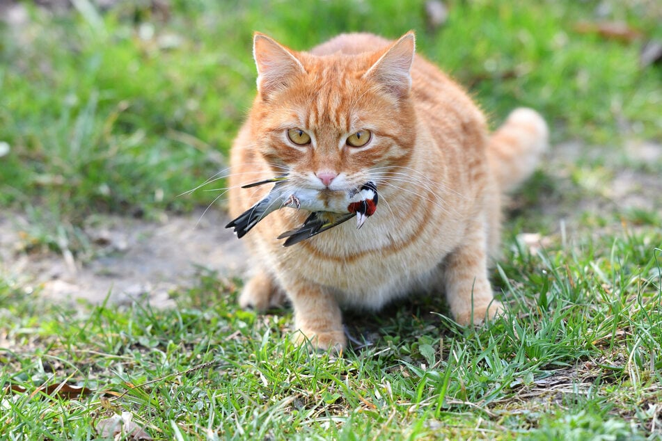 Durch das Fressen von Vögeln können sich auch Würmer bei Katzen einnisten.