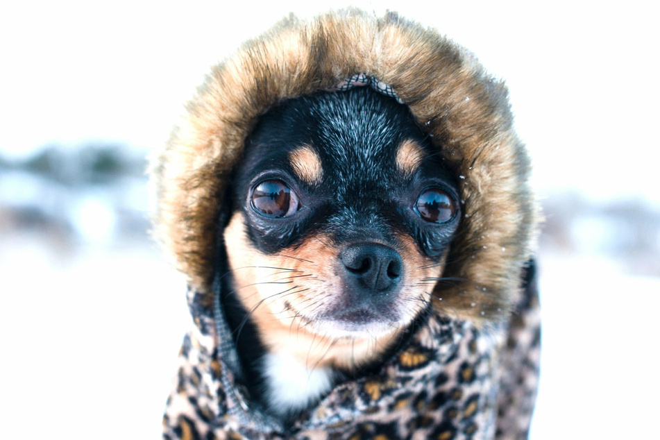 Little dogs are particularly susceptible to the cold, making dog coats especially important.