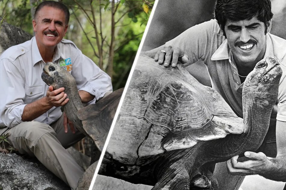 Goliath lebt schon über 40 Jahre im Zoo Miami.