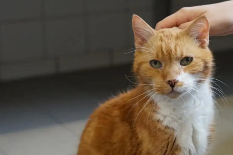 Kater mit ulkigem Namen sucht ein Zuhause: Wer hat ein Herz für Jürgen?