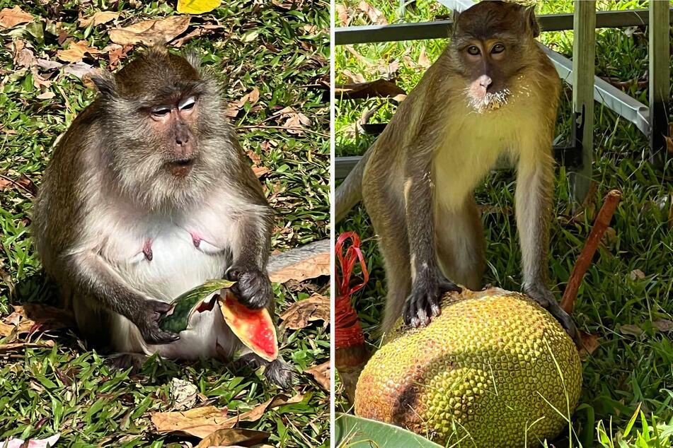 Wenn die Makaken nicht gerade mit essen oder schlafen beschäftigt sind, sind die Affen außer Rand und Band.