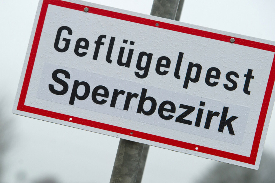 In Berlin-Lichterfelde ist bei einer toten Wildgans die Geflügelpest nachgewiesen worden. (Symbolbild)