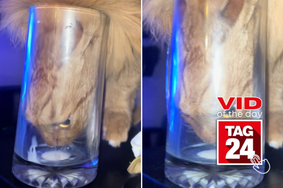 viral videos: Viral Video of the Day for January 21, 2026: Cat shoves entire head into glass of milk