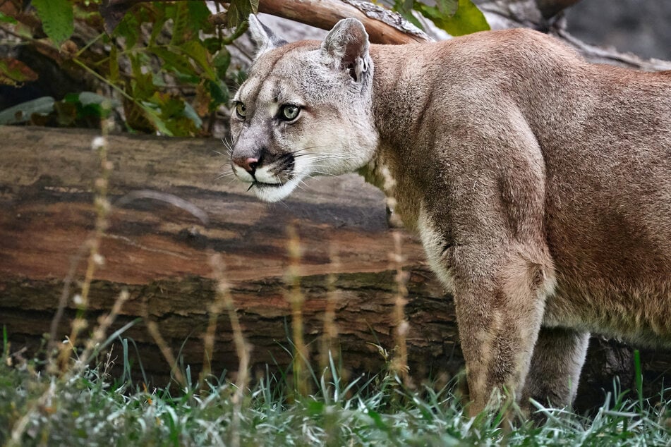 Großkatze in Sachsen-Anhalt gesichtet: Treibt hier ein Puma sein Unwesen?