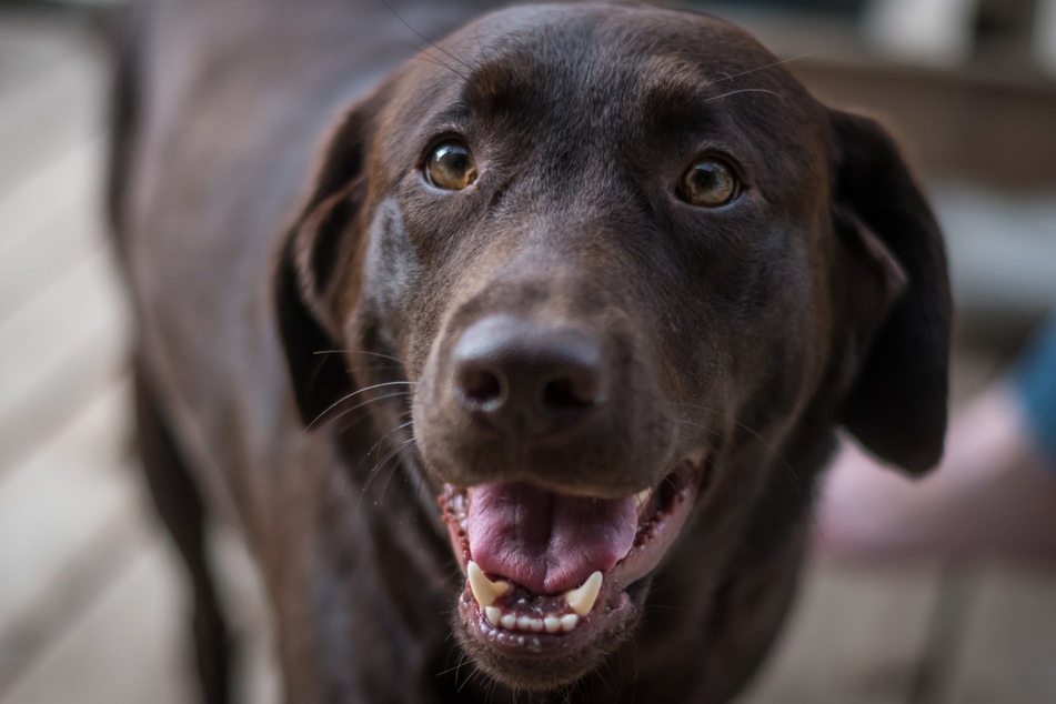 Labradors are a cute dog breed and perfect for beginner dog owners.