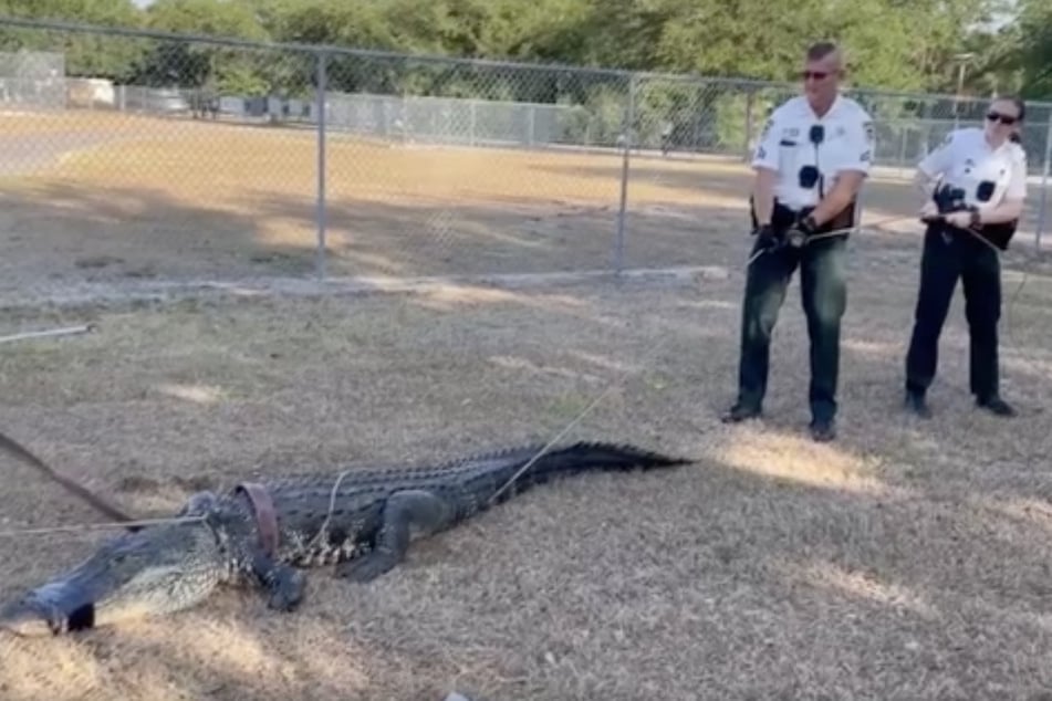 Auf dem Parkplatz des Schulgeländes tummelte sich der gut drei Meter lange Alligator.