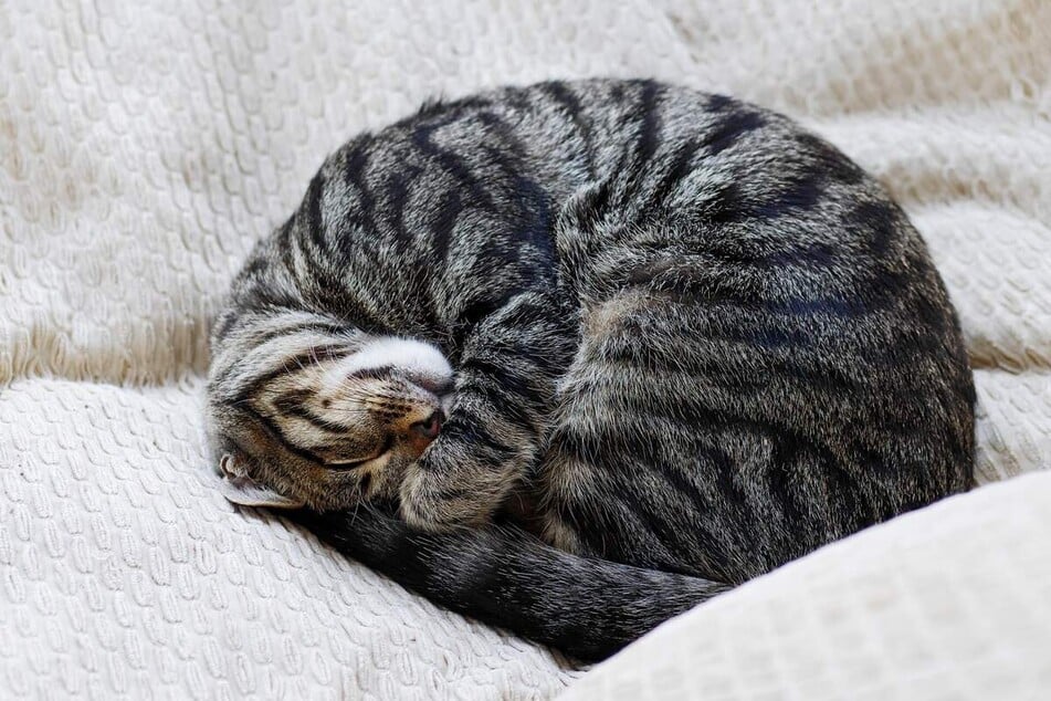 If your cat curls up particularly tight, it may be cold.
