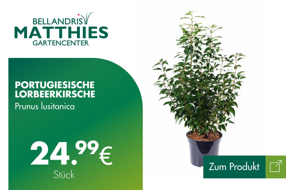 Portugisische Lorbeerkirsche für 24,99 Euro.